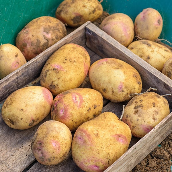 Potato Picasso (Maincrop Seed Potato) AGM