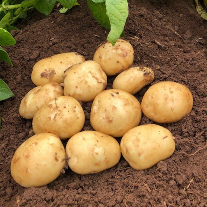 Potato Acoustic (Second Early Seed Potato)