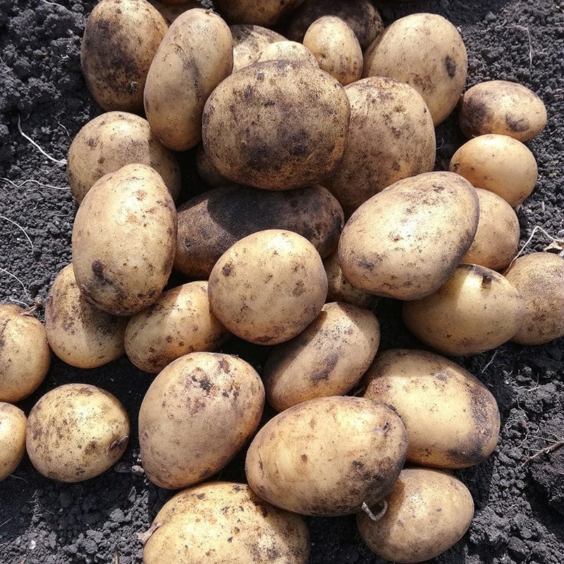 Potato Marvel Seed Potato