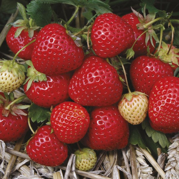 Elegance A+ Grade Strawberry Plants (Mid Season)