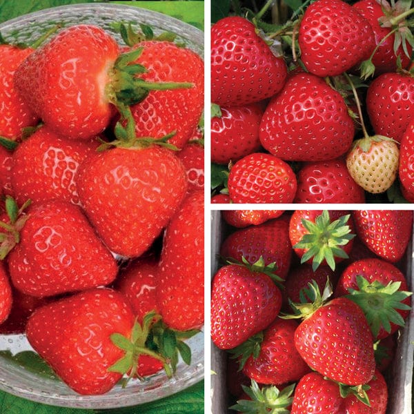 Long Cropping Strawberry Plant Collection